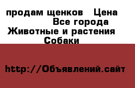 продам щенков › Цена ­ 15 000 - Все города Животные и растения » Собаки   